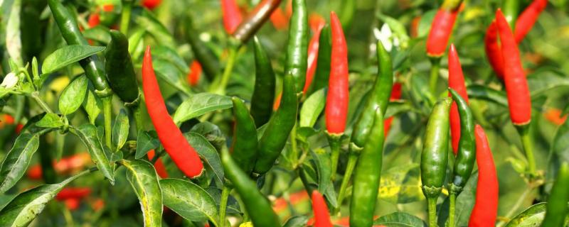 辣椒的种植方法和管理技术（辣椒怎样种植与管理）
