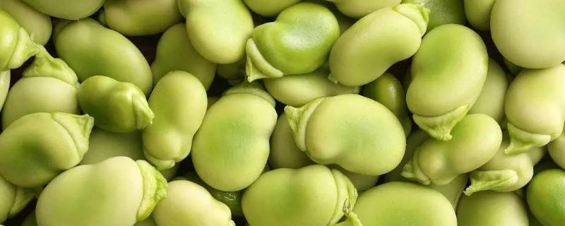 蚕豆种子在萌发过程中提供养料的是种子中的什么结构，蚕豆种植时间是几月份