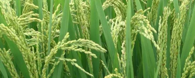 水稻抽穗出现白壳，附防治方法 水稻抽穗发白