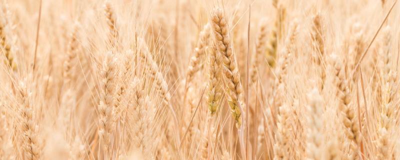菏麦29小麦品种介绍（菏麦29小麦品种简介）