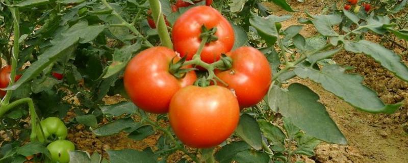 番茄病番茄病害图片及防治 番茄主要病害图片