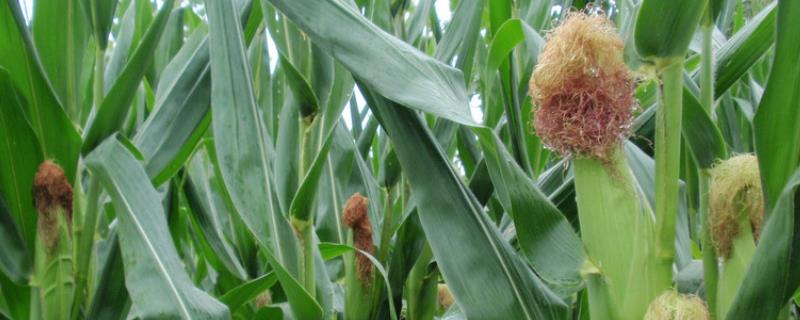 玉米拔节期是几叶，拔节期施什么肥 玉米拔节期管理技术要点