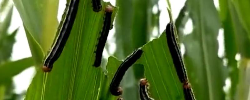 玉米粘虫的危害及防治方法（玉米粘虫危害症状）
