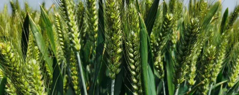 小麦后期倒伏减产多少，如何补救（小麦后期倒伏影响产量吗）