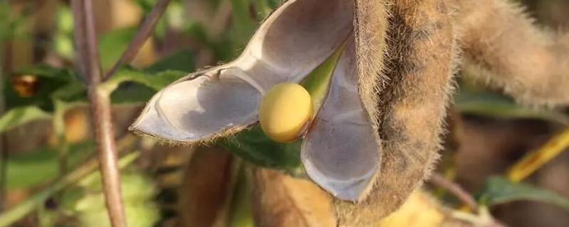 黄豆的种植时间，附种植方法（黄豆的种植间距）