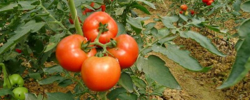 西红柿品种 西红柿品种十大排名