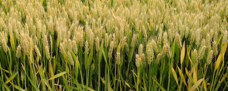 新麦208小麦品种介绍（新麦208麦种简介）