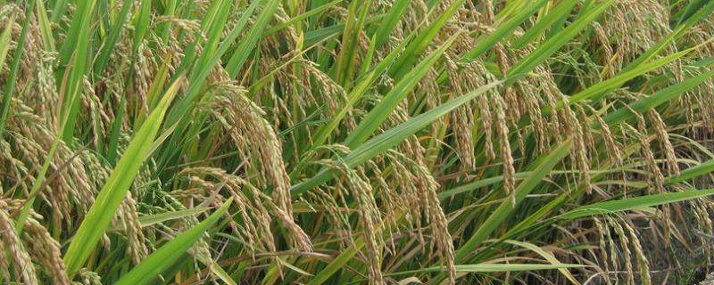 水稻黑条矮缩病特效药，附症状 水稻黑条矮缩病属于什么类型的病害?