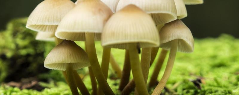 蘑菇生长需要什么条件，附生长过程 蘑菇生长需要什么条件?