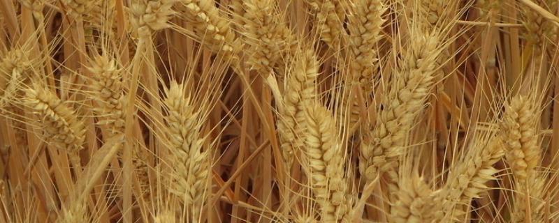 山农40小麦品种介绍（山农25小麦新品种）