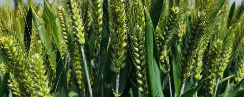 荷麦21品种介绍 菏麦21小麦品种介绍