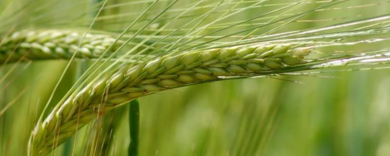 济麦22小麦产量如何，附简介 济麦22是优质小麦吗