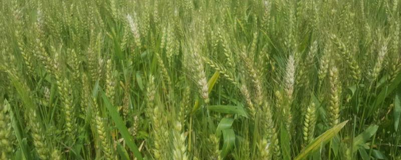 西农369小麦品种介绍 西农3517小麦品种简介
