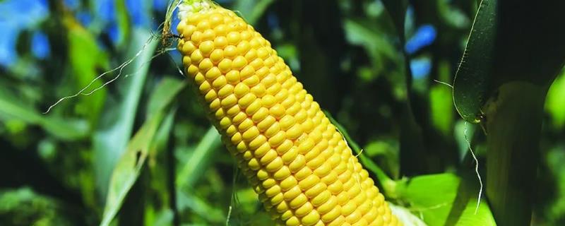 玉米最晚几月份种，播种后多久拔节 玉米种植最晚什么时间