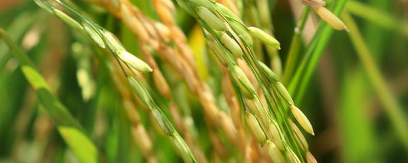 杂交水稻的影响和意义 杂交水稻的研究有什么意义