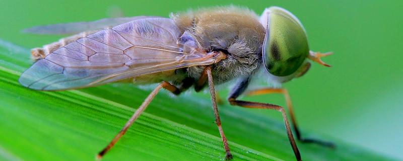 牛虻虫最怕的药是什么，是什么昆虫 牛虻虫治疗什么