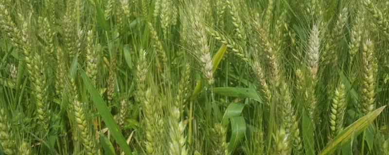 齐民12小麦品种特征特性，附简介（齐民12号小麦种介绍）