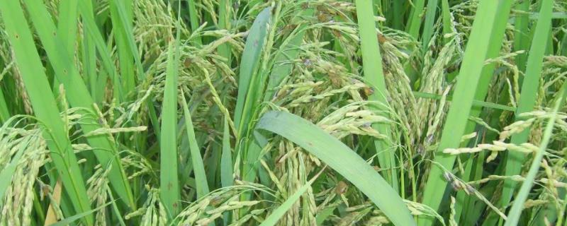 水稻孕穗期，孕穗期如何照顾水稻（水稻孕穗期怎么管理）
