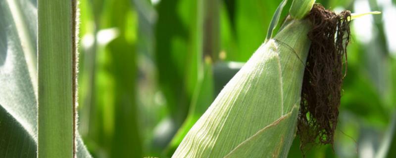 玉米植株矮小的原因，怎样防治
