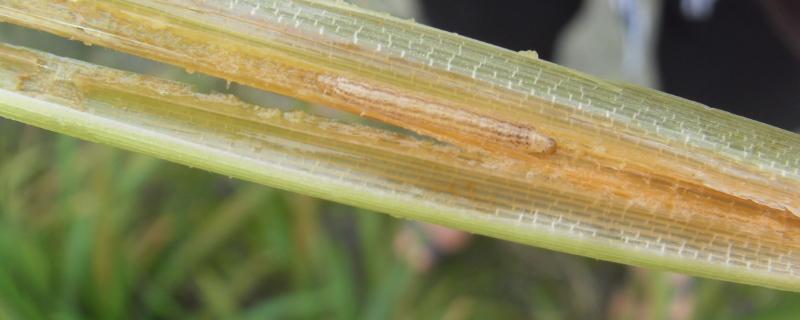 水稻螟虫防治，什么时候防治效果好 水稻螟虫防治,什么时候防治效果好呢