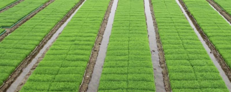 水稻育苗技术指导，附营养土的配置方法