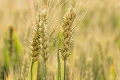 山农40小麦品种介绍