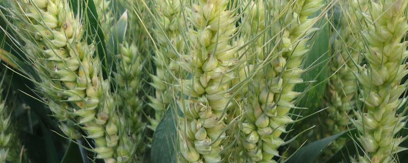 冠麦2号品种介绍 冠麦二号小麦品种特征特性