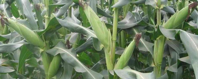 夏玉米底肥的最佳配方，附施肥方式 夏玉米怎样施肥能高产