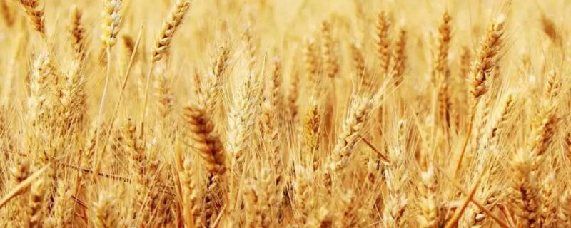 泰麦733小麦种子特征特性，附简介 泰麦733麦种多少斤袋装
