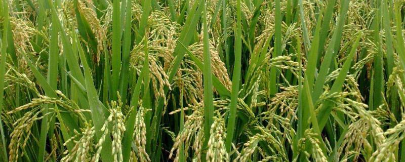 种水稻是几月份，国家有补贴吗（今年水稻种植补贴多少钱?）