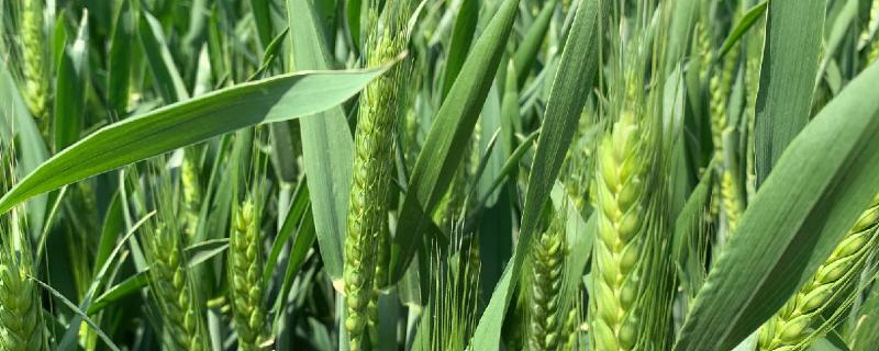 小麦白穗的原因及防治方法 小麦白粉病已经到穗怎么治