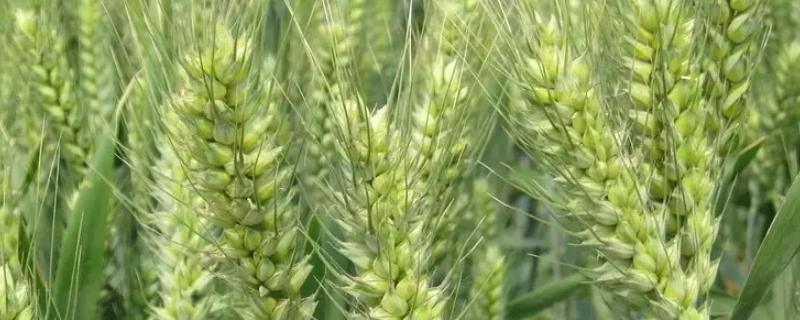 西农99小麦品种（西农99小麦一亩产量多少斤）
