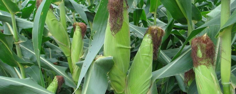 玉米生长过程，种玉米的方法和步骤（玉米 生长过程）