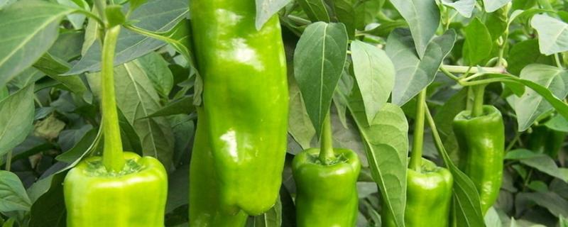 辣椒正确使用磷酸二氢钾，磷酸二氢钾的作用