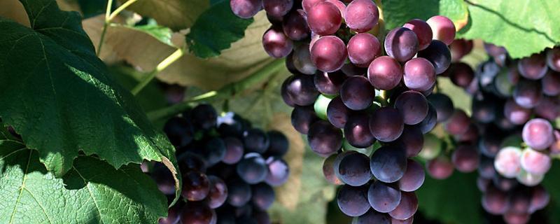 葡萄怎样管理，附葡萄的种植方法 葡萄种植与管理方法
