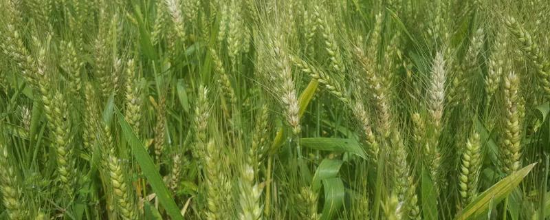 山农981小麦品种 小麦新品种山农28