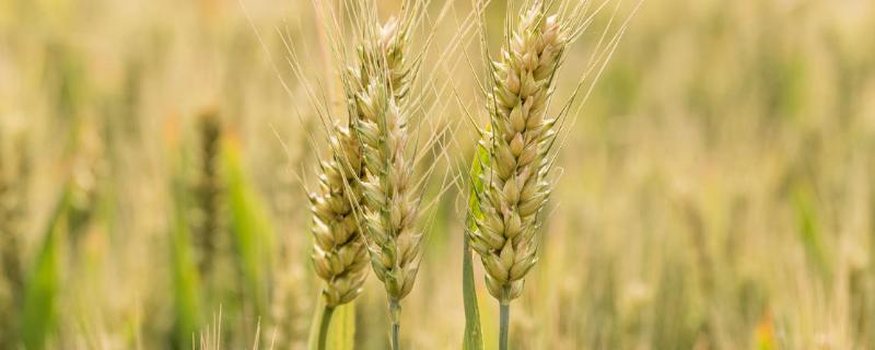 优质强筋小麦品种有哪些品种（高强筋小麦品种）