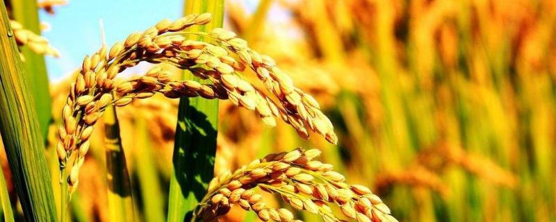 水稻稗草用什么除草剂，附除草剂中毒症状及解救措施