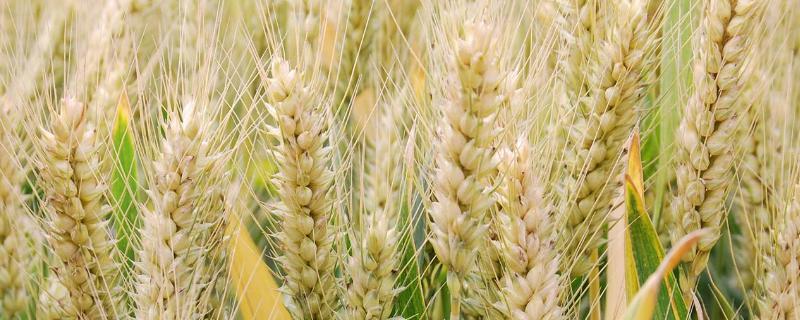 山农40小麦品种特征与产量 山农小麦品种哪个最好,小麦品种山农32生长期是多少