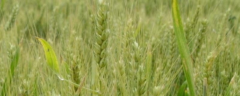 济麦44小麦品种介绍（济麦44小麦品种介绍价格）