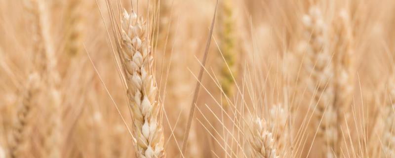小麦种子可以煮吃吗，可以保留几年 小麦种子可以直接吃吗