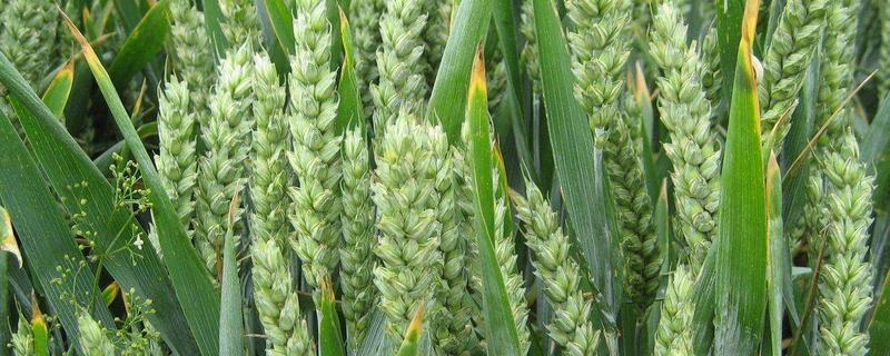 矮秆抗倒伏小麦品种，小麦增产齐配方都有哪几种