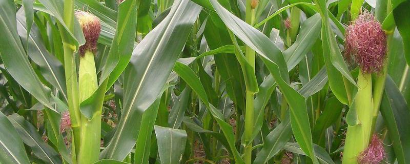 玉米怎样施肥最正确，附施肥时间 玉米的施肥时间施肥量和施肥方式