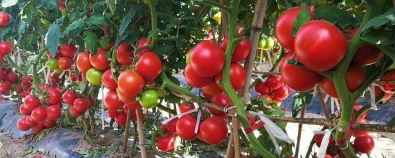 西红柿育苗全过程，育苗几天出苗 西红柿育苗全过程规范