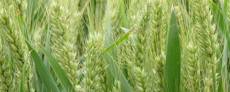 菏麦25小麦品种介绍（菏麦20小麦品种特征特性）