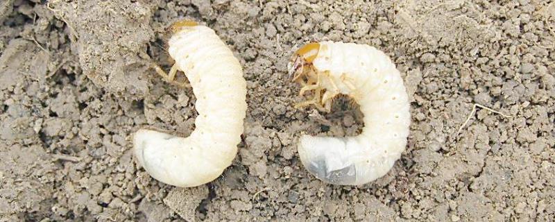 杂粮害虫的定义，杂粮害虫有哪些 杂粮害虫种类