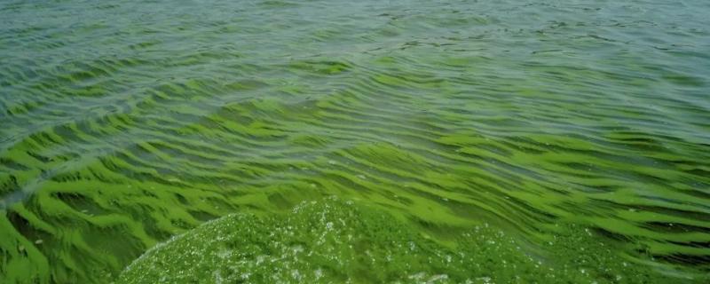 蓝藻爆发的原因及危害，改如何处理（蓝藻爆发的主要原因是什么）