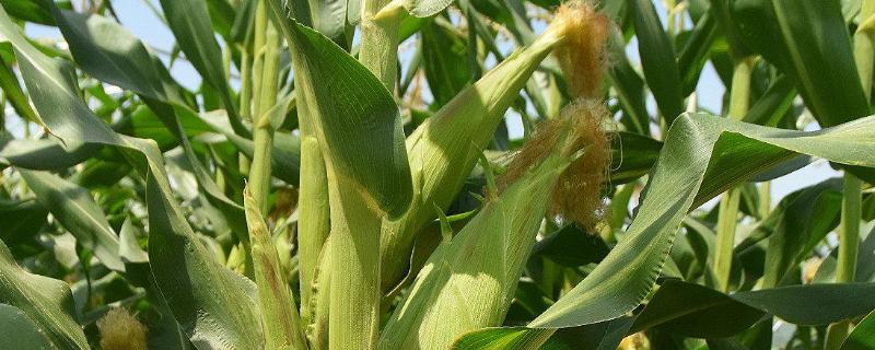 黑龙江2350积温的玉米品种 黑龙江2300到2400积温的玉米品种