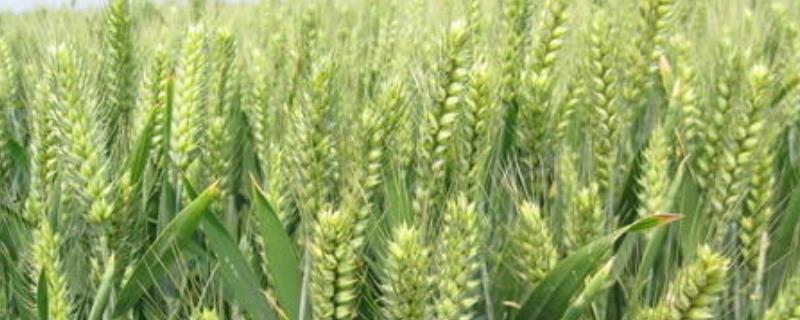 2020年小麦新品种 2020年小麦新品种矮干高产