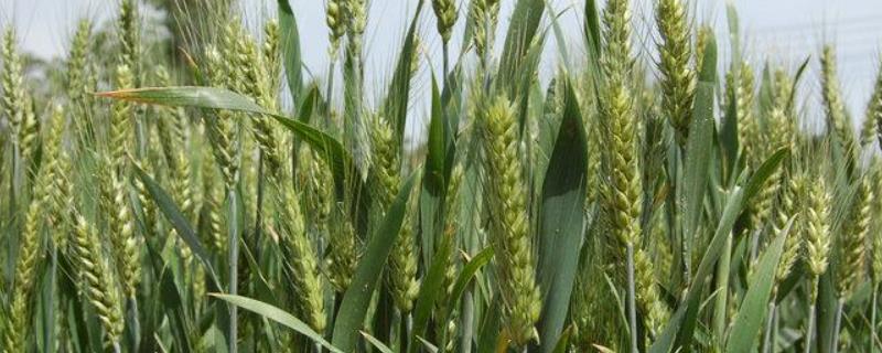 囤麦128小麦品种 囤麦127小麦品种审定公告